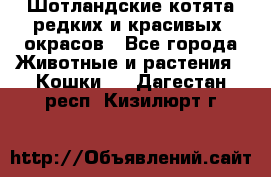 Шотландские котята редких и красивых  окрасов - Все города Животные и растения » Кошки   . Дагестан респ.,Кизилюрт г.